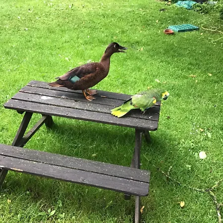 דירה Spitzweg, - Lueneburger Heide Garlstorf