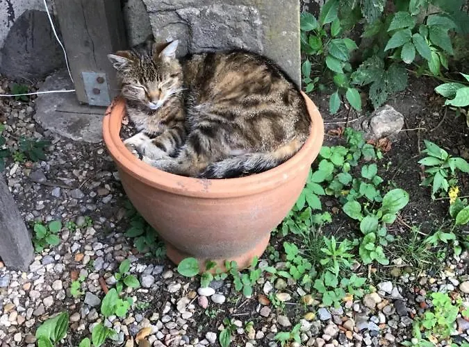 公寓 Spitzweg, - Lueneburger Heide