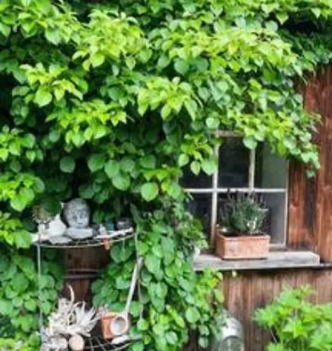 Spitzweg, - Lueneburger Heide